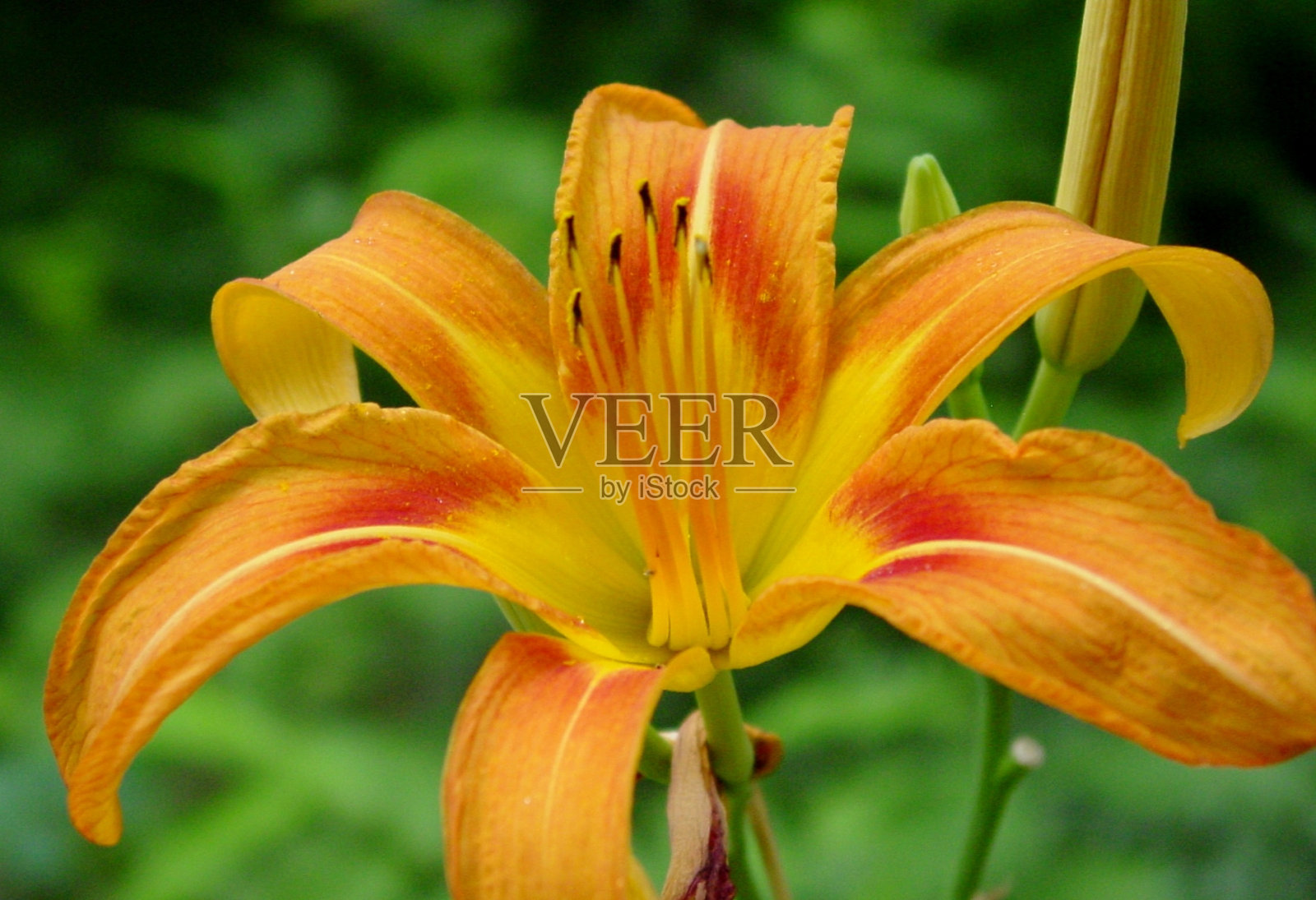 野花照片摄影图片