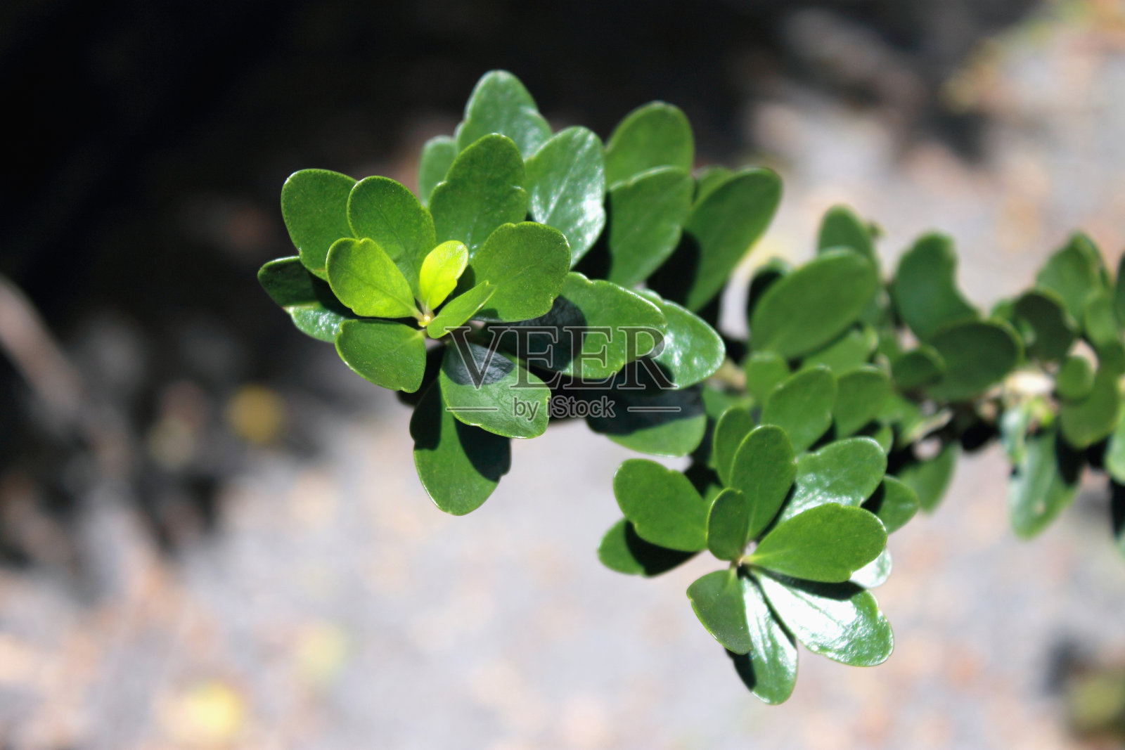 植物叶片的高角度视图照片摄影图片