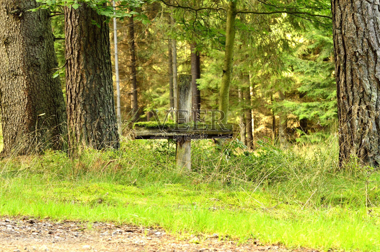 穿越森林照片摄影图片