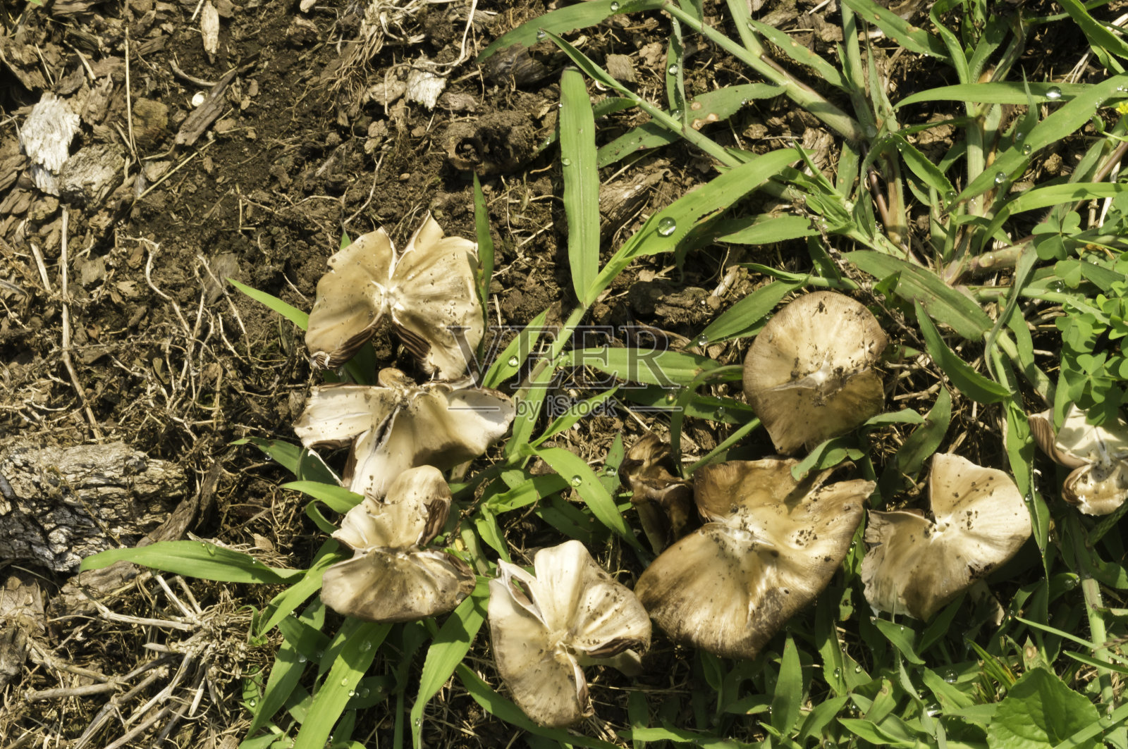 蘑菇照片摄影图片