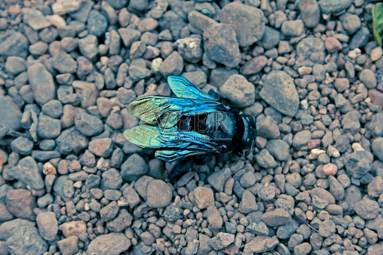 雌性金属绿木匠蜂照片摄影图片