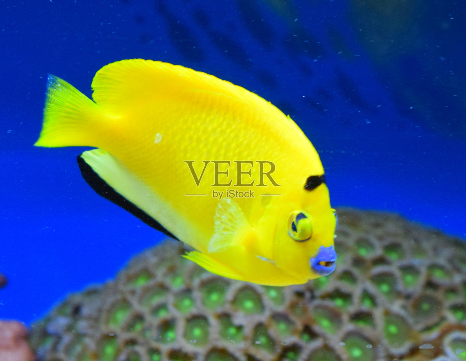 热带香蕉黄鱼照片摄影图片