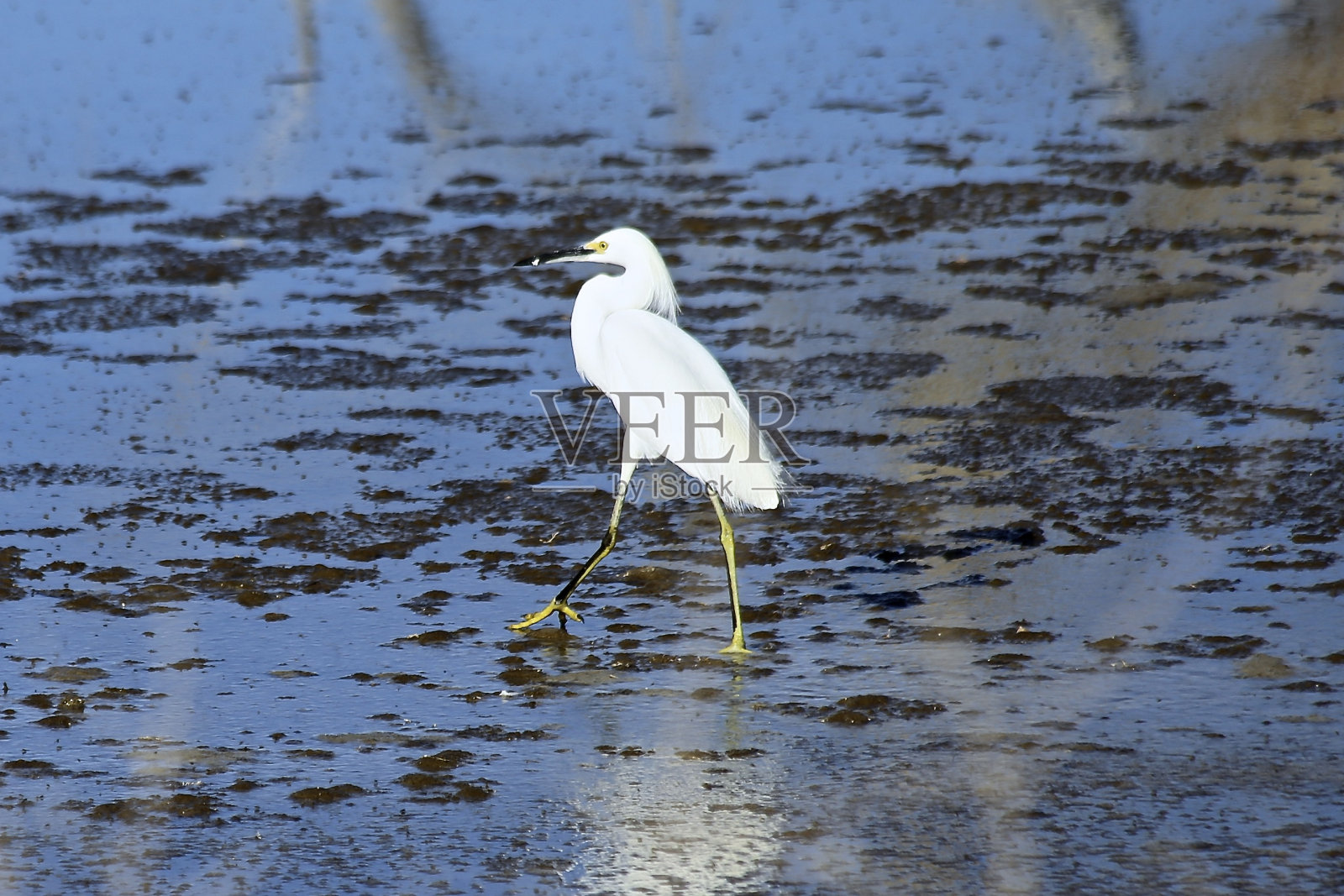 沙丘鹤照片摄影图片