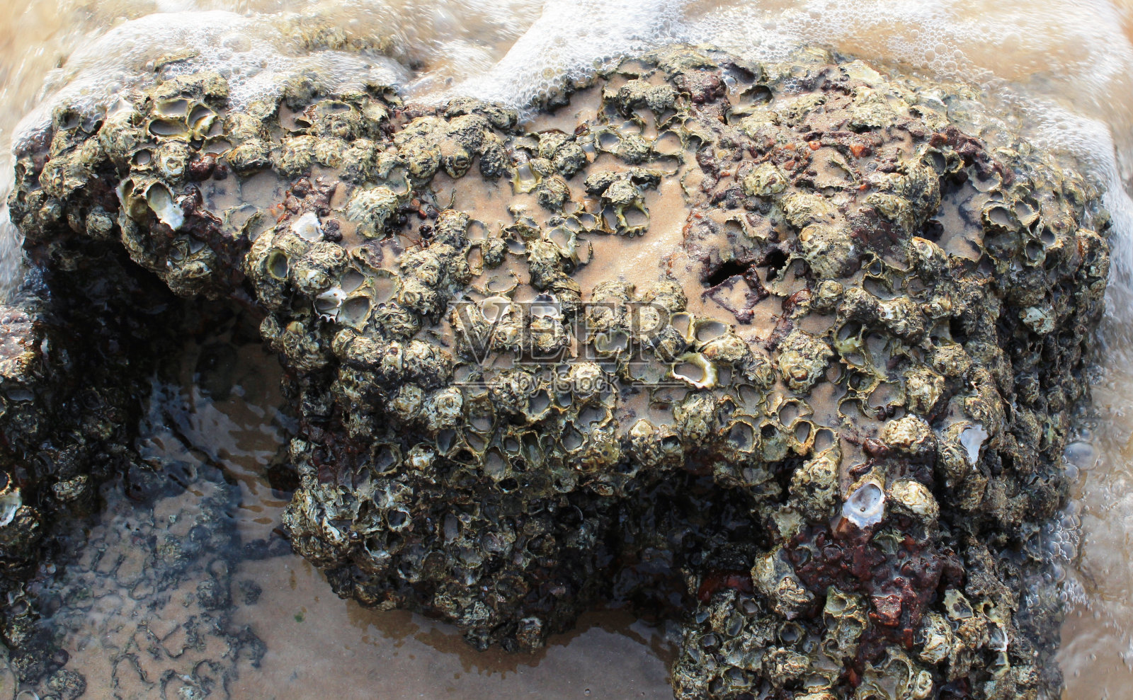 科奎娜石咬了一波照片摄影图片