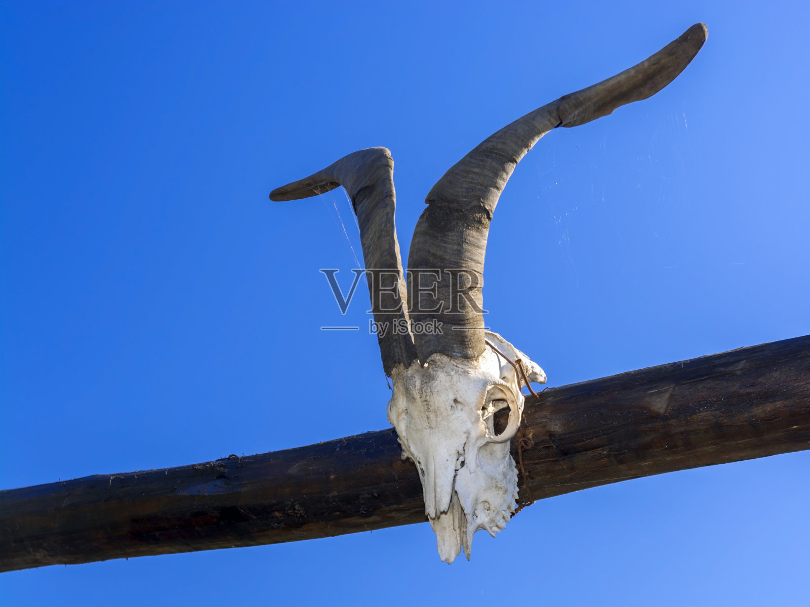 山羊颅骨照片摄影图片