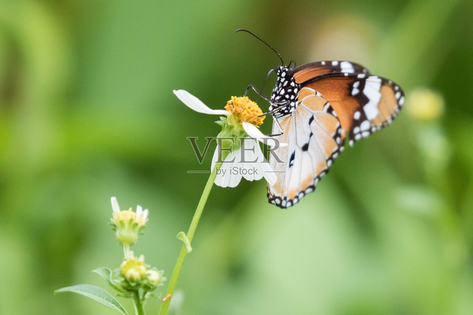 普通老虎蝴蝶照片摄影图片
