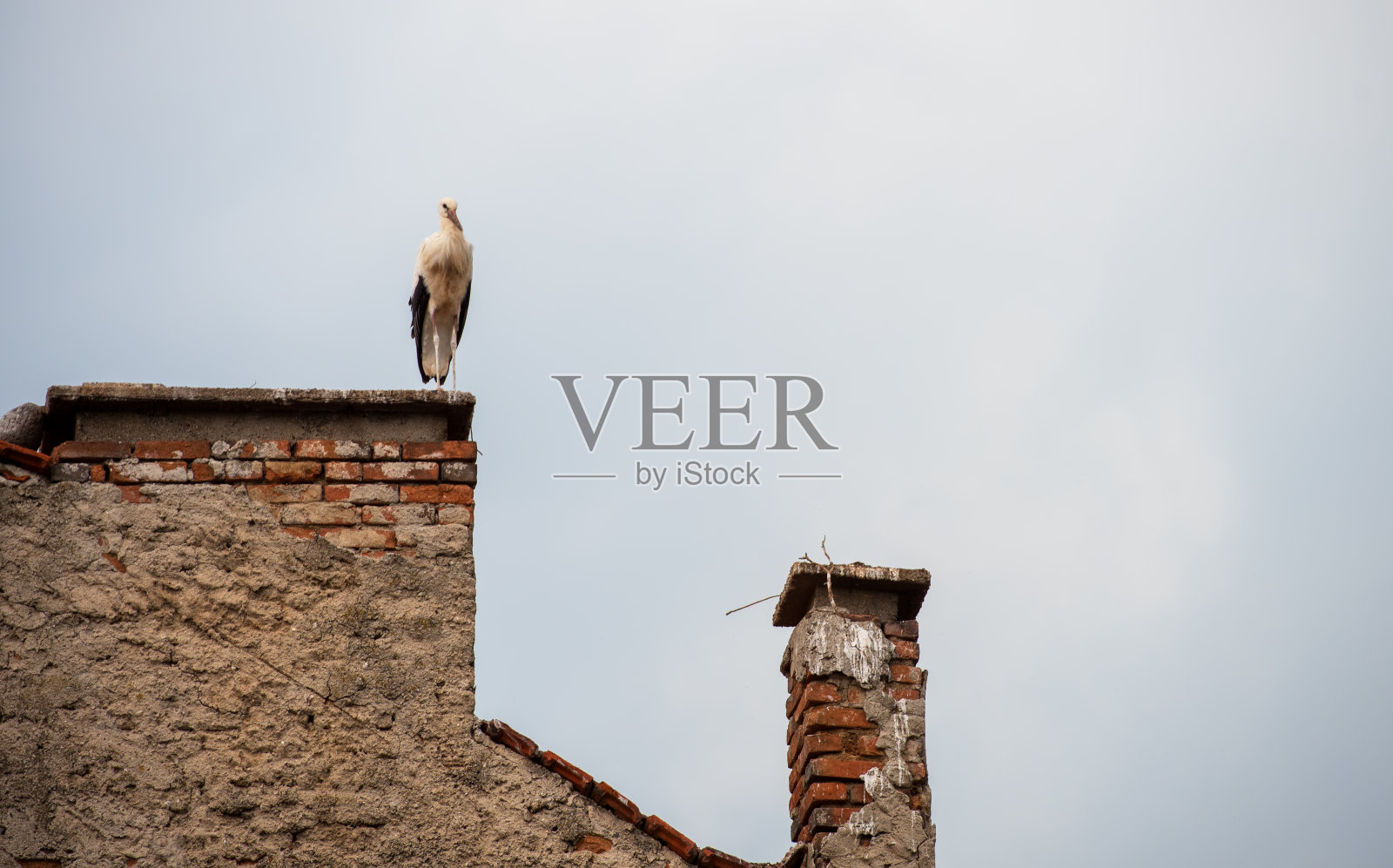 鹳站在农舍的烟囱上照片摄影图片