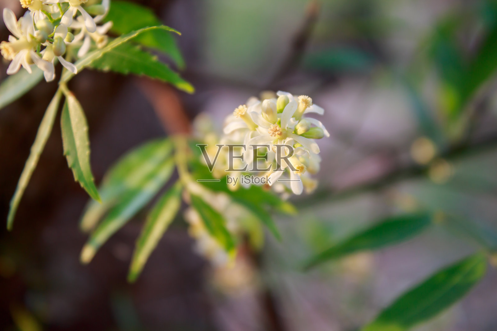 印楝树上的花照片摄影图片