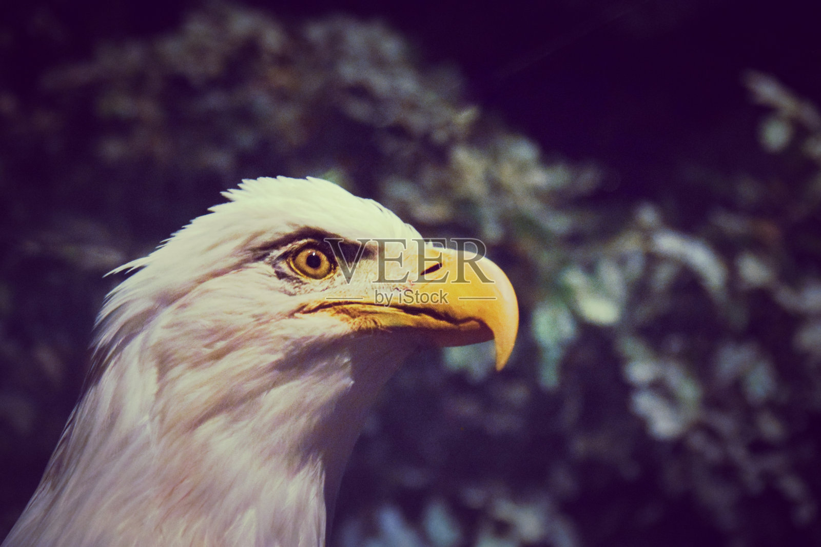 鹰眼照片摄影图片