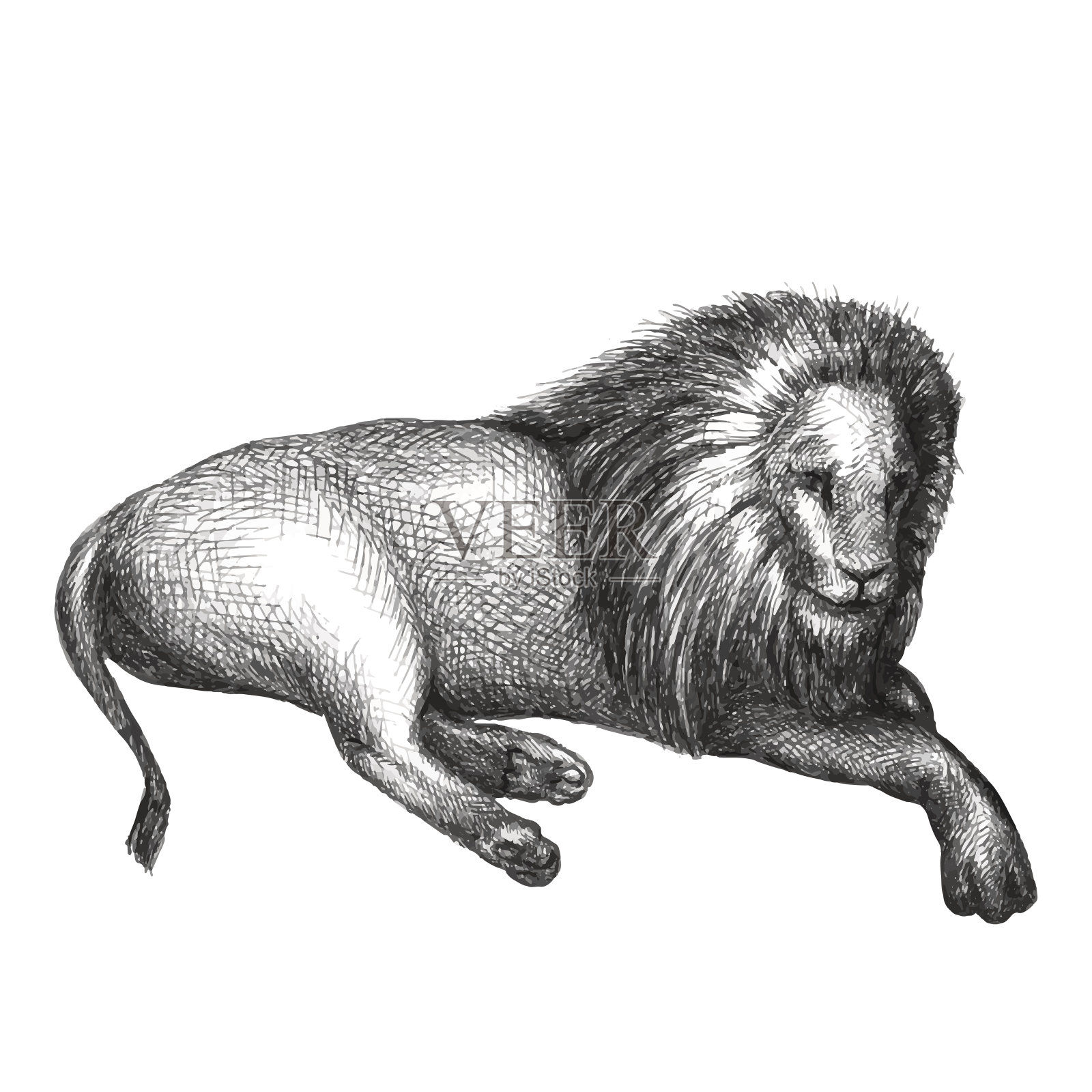 狮子孤立在白色背景上。手绘。向量设计元素图片