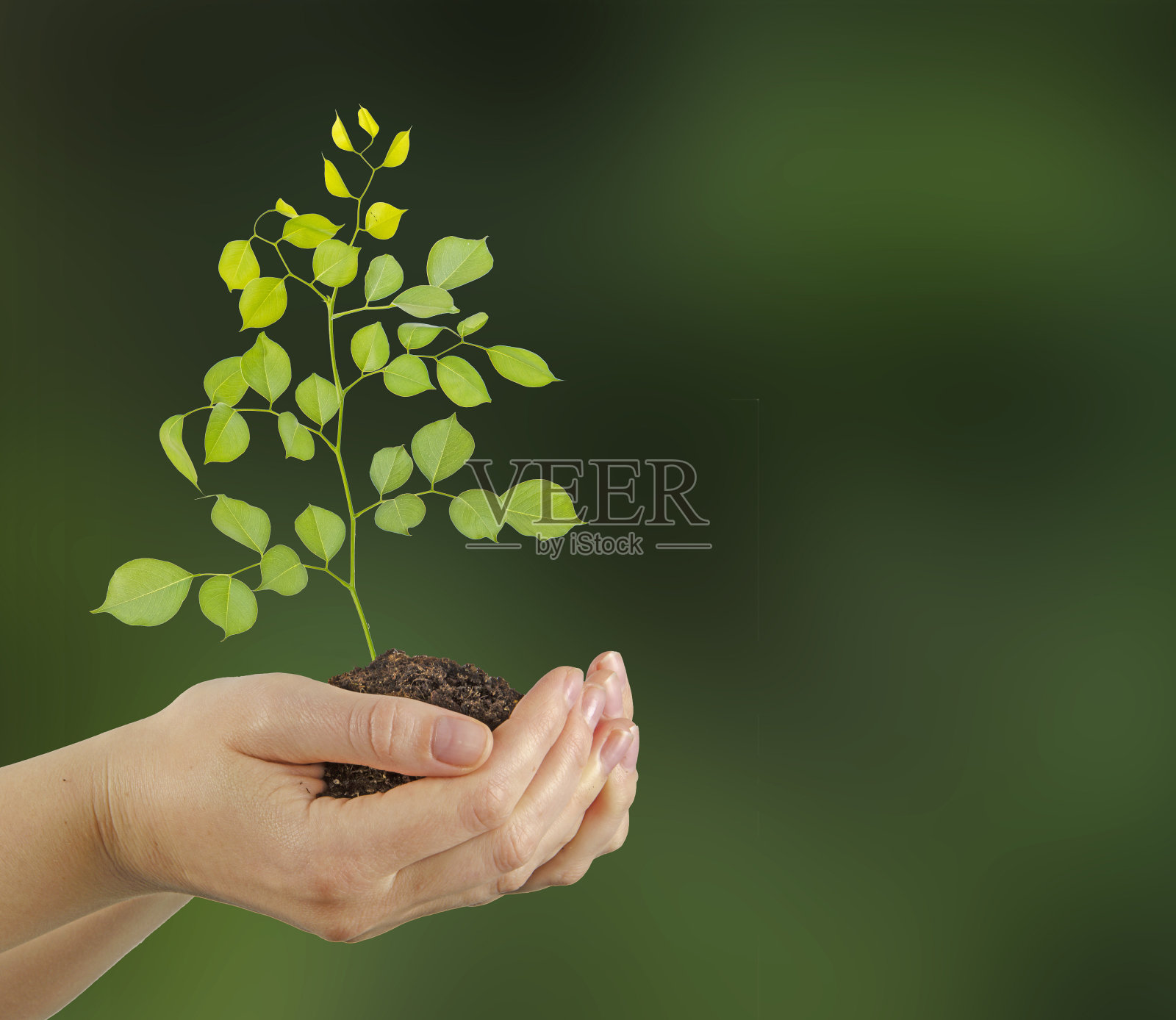树苗在手中照片摄影图片