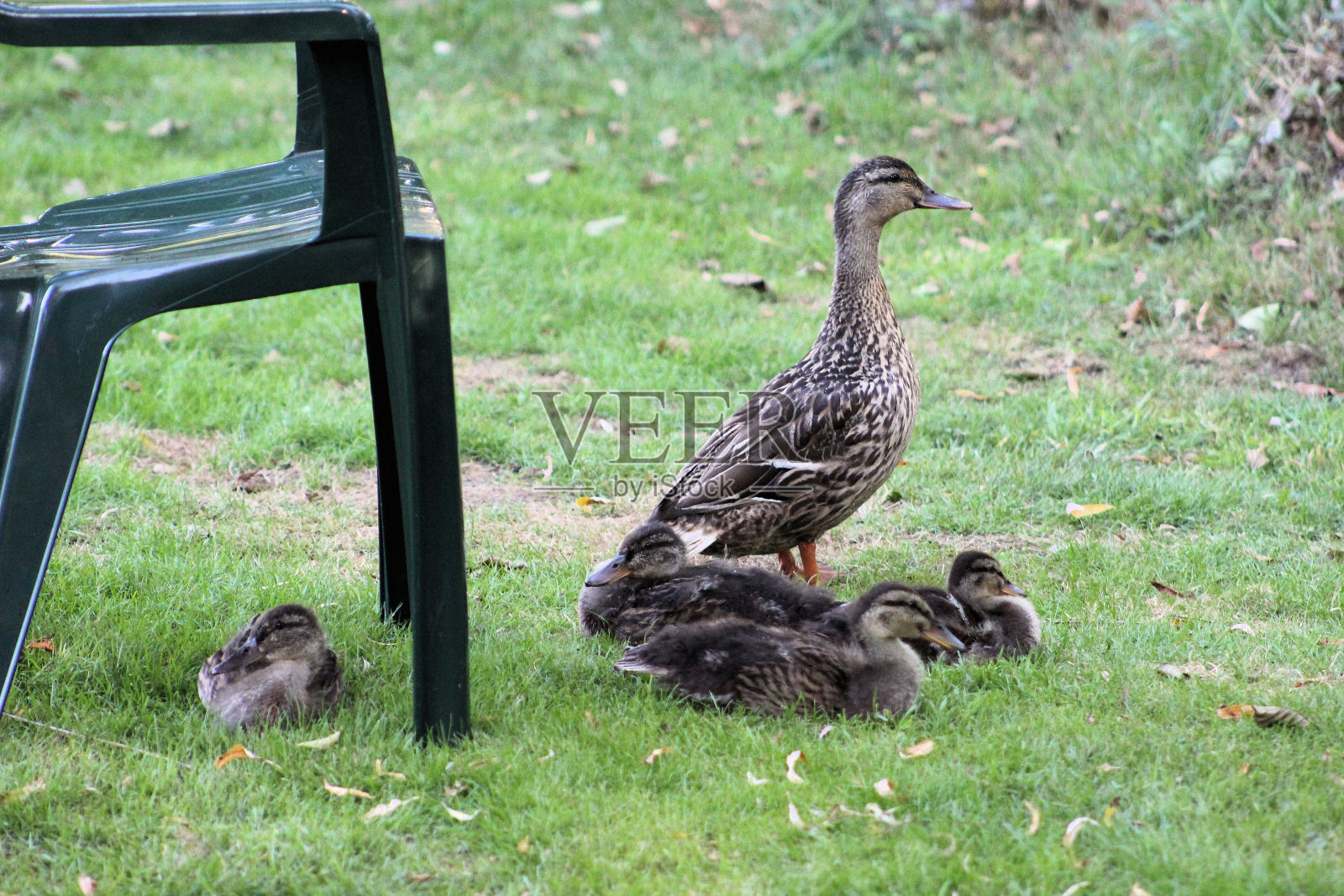 家族的鸭子照片摄影图片