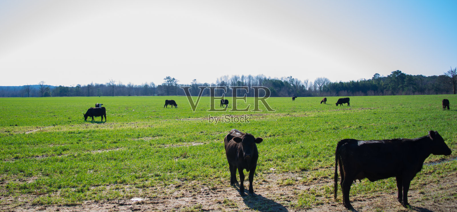 牛照片摄影图片