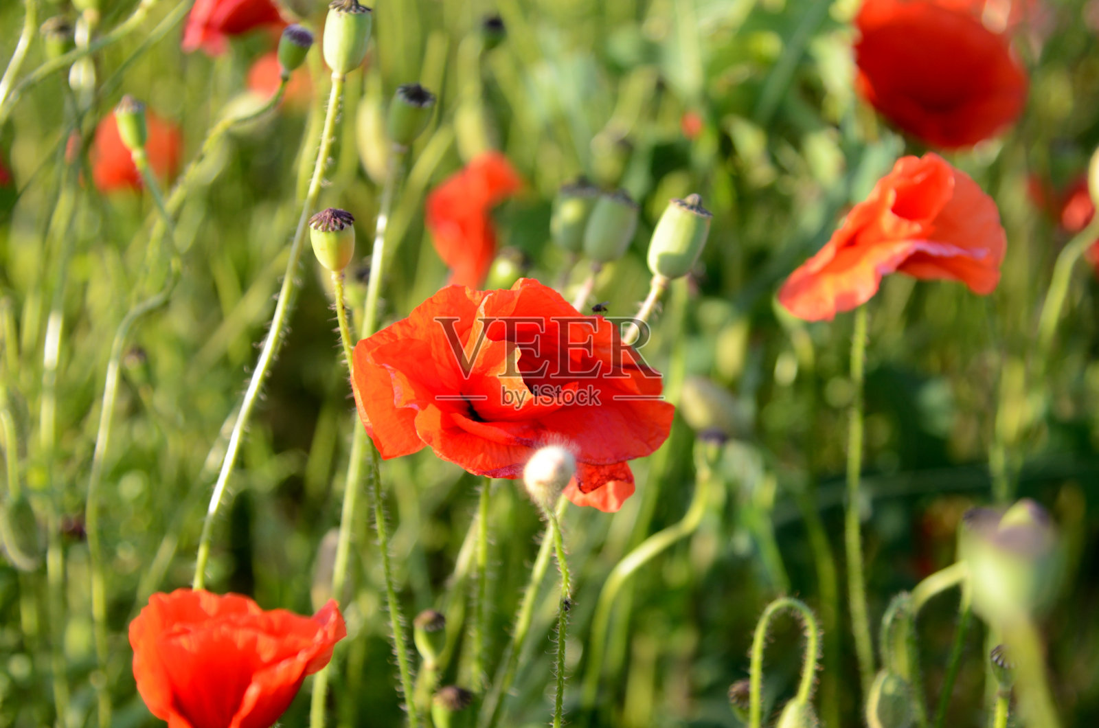 罂粟花盛开的美妙风景照片摄影图片
