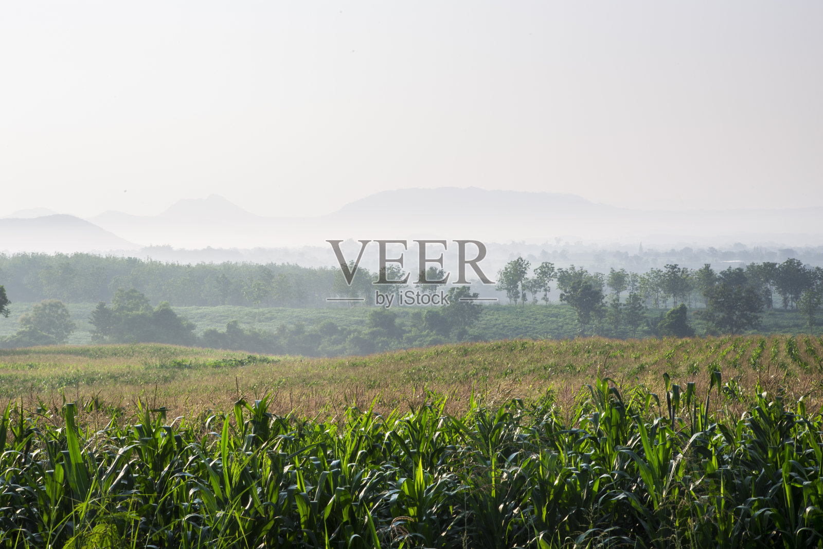 玉米地与山照片摄影图片