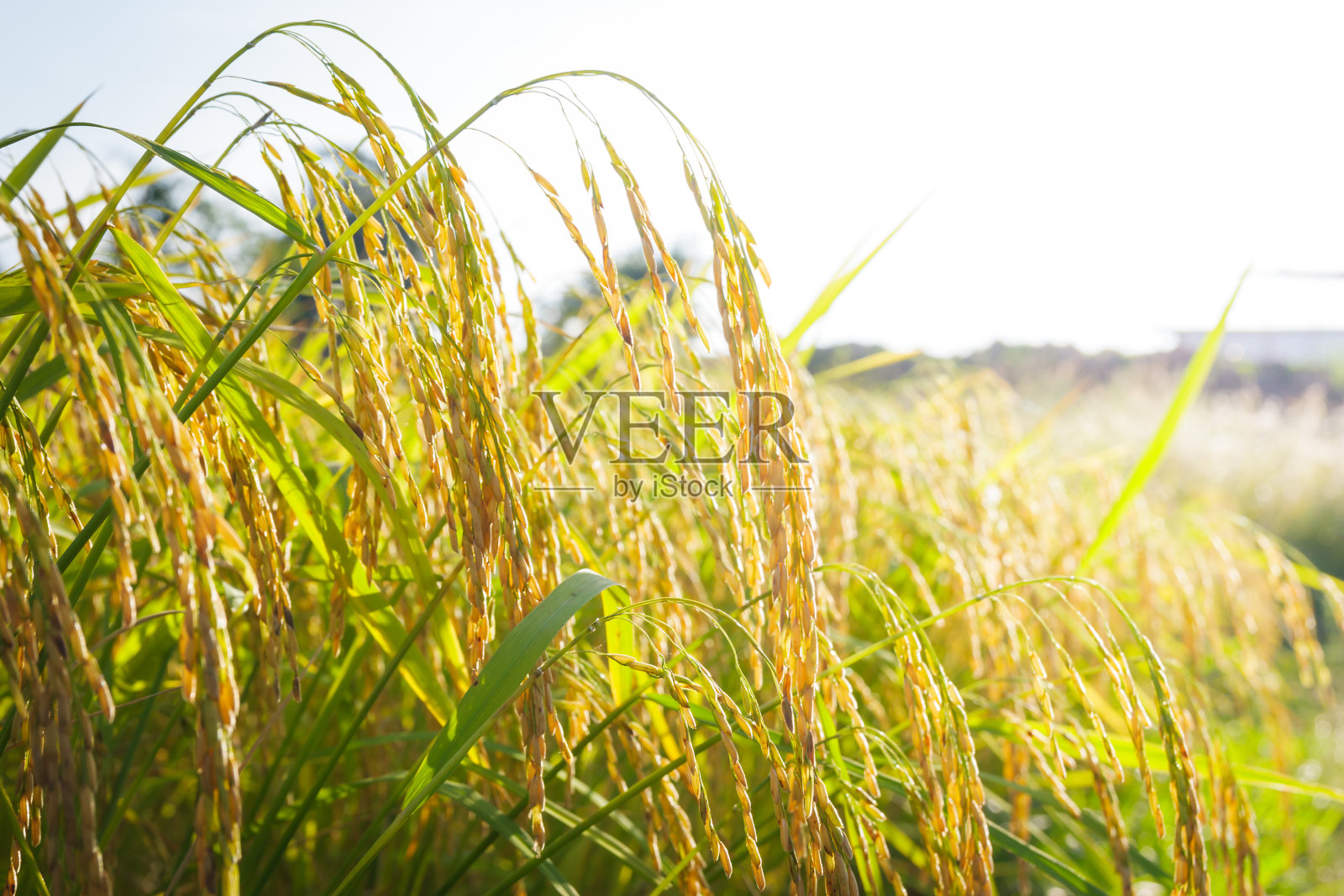 水稻种植照片摄影图片