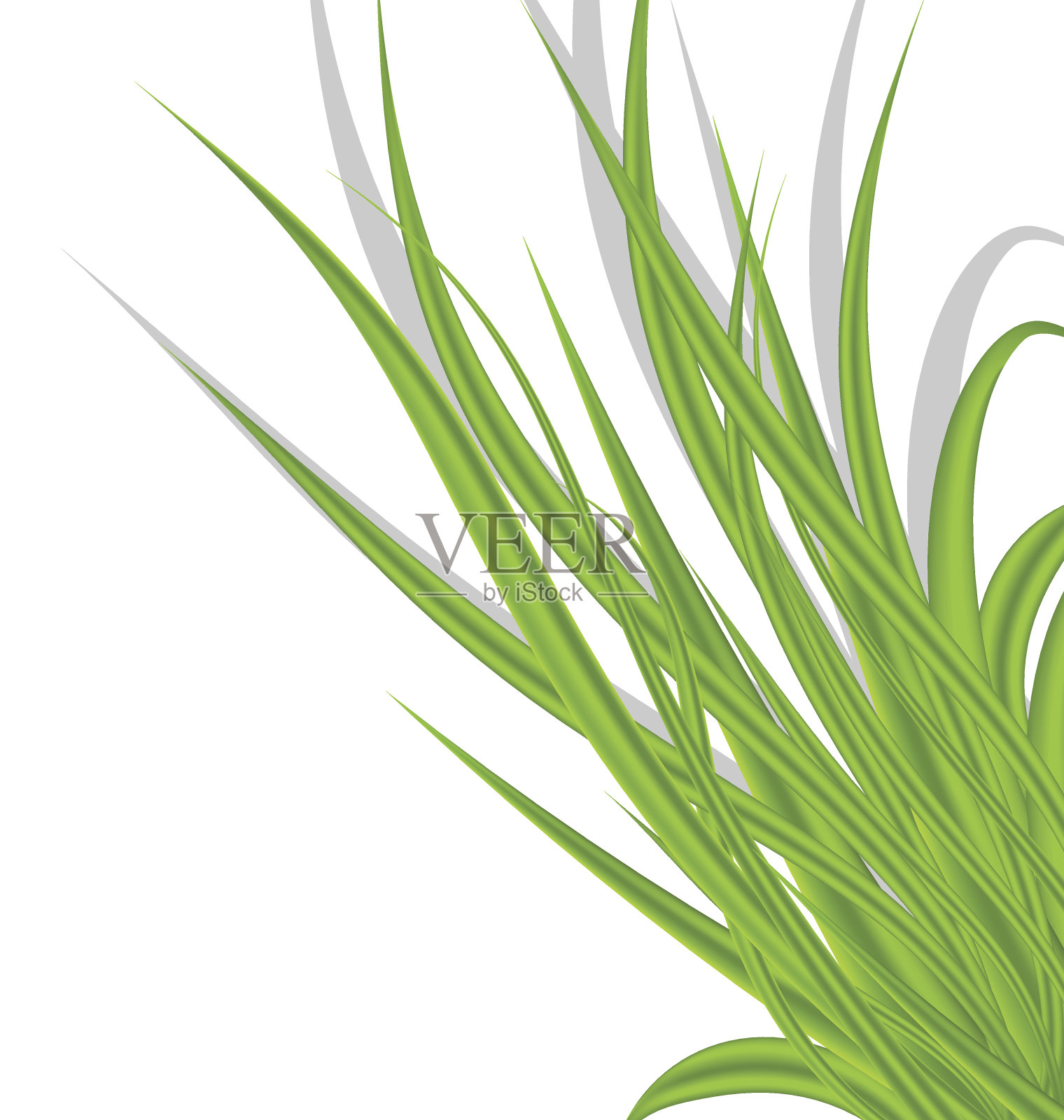 夏日的绿草孤立在白色的背景上插画图片素材