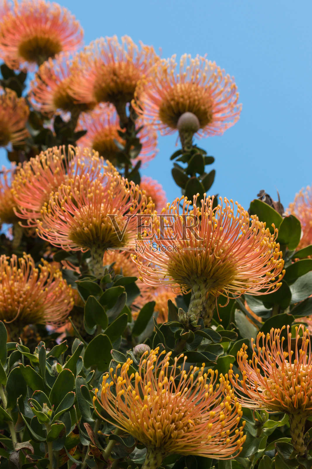 针叶花映衬着蓝天照片摄影图片