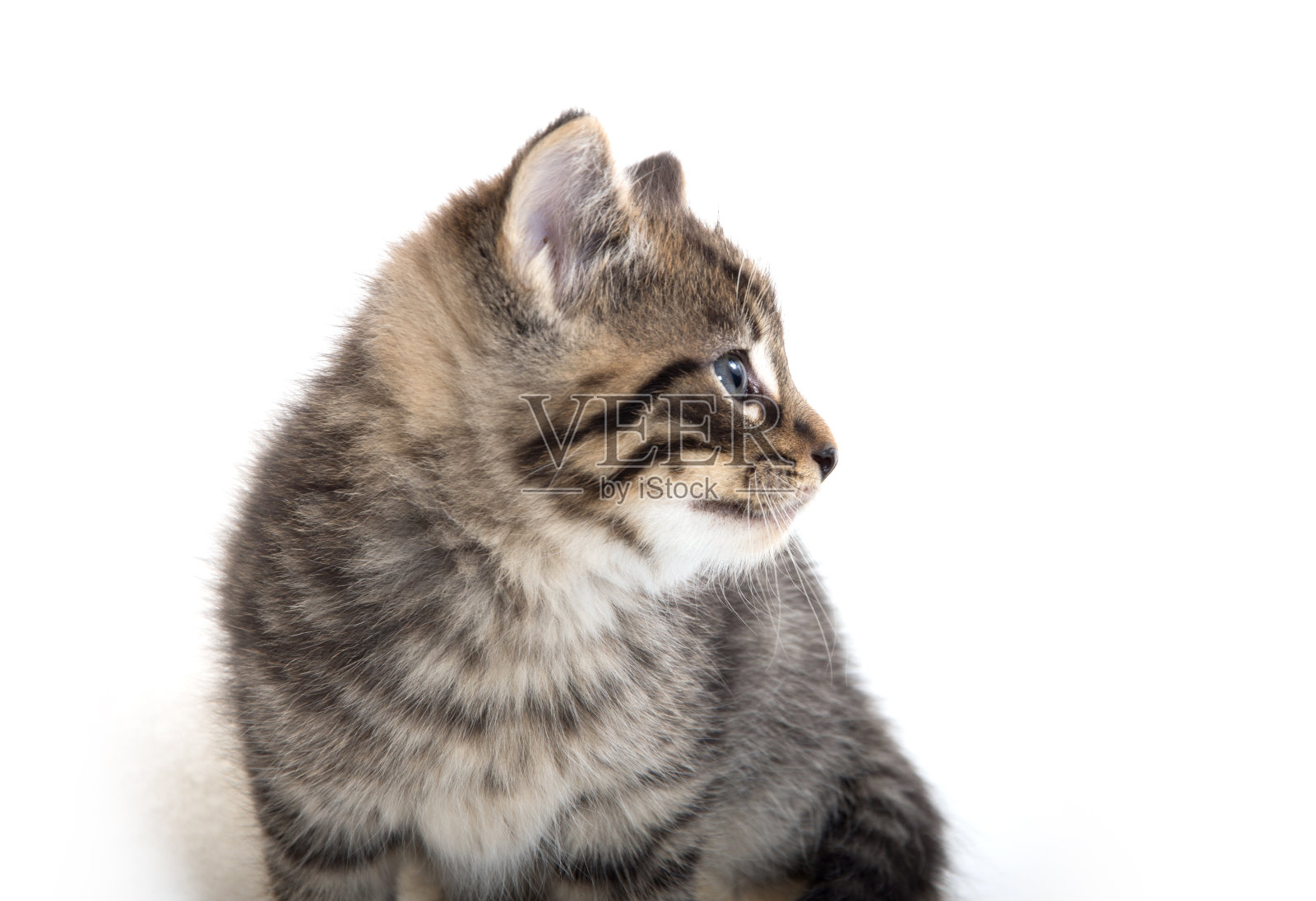 可爱的小猫在白色上哭泣照片摄影图片