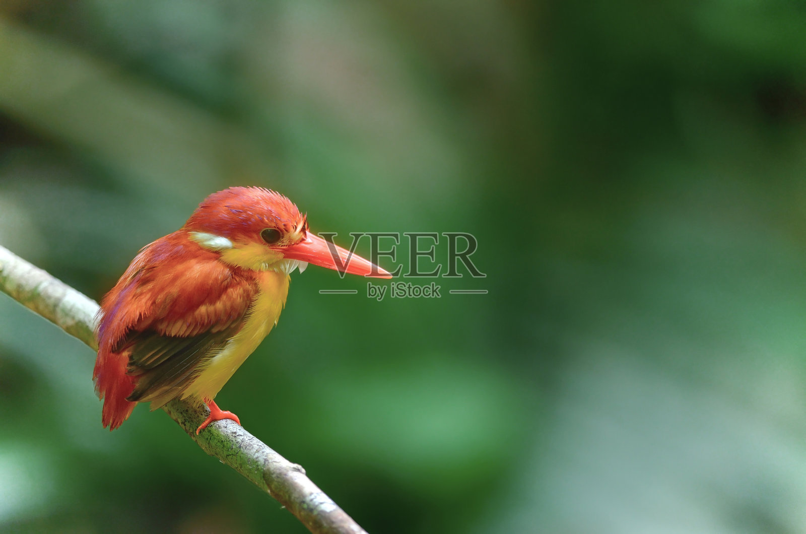 美丽的鸟(红背翠鸟)栖息在树枝上照片摄影图片