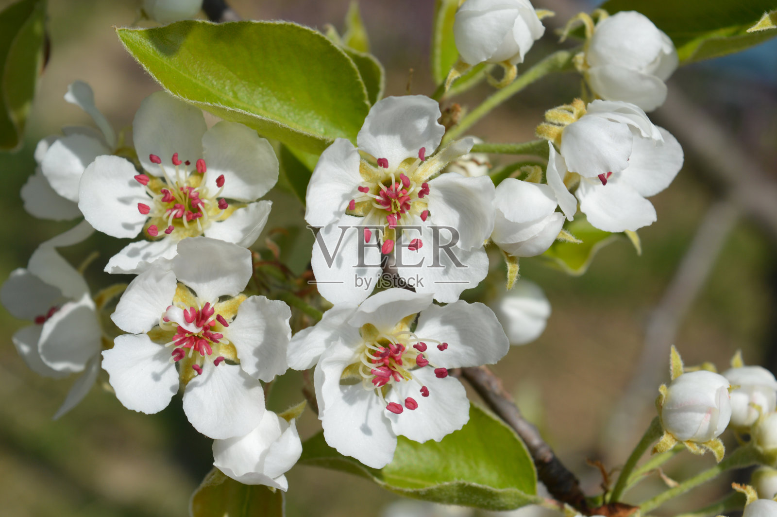 春天照片摄影图片