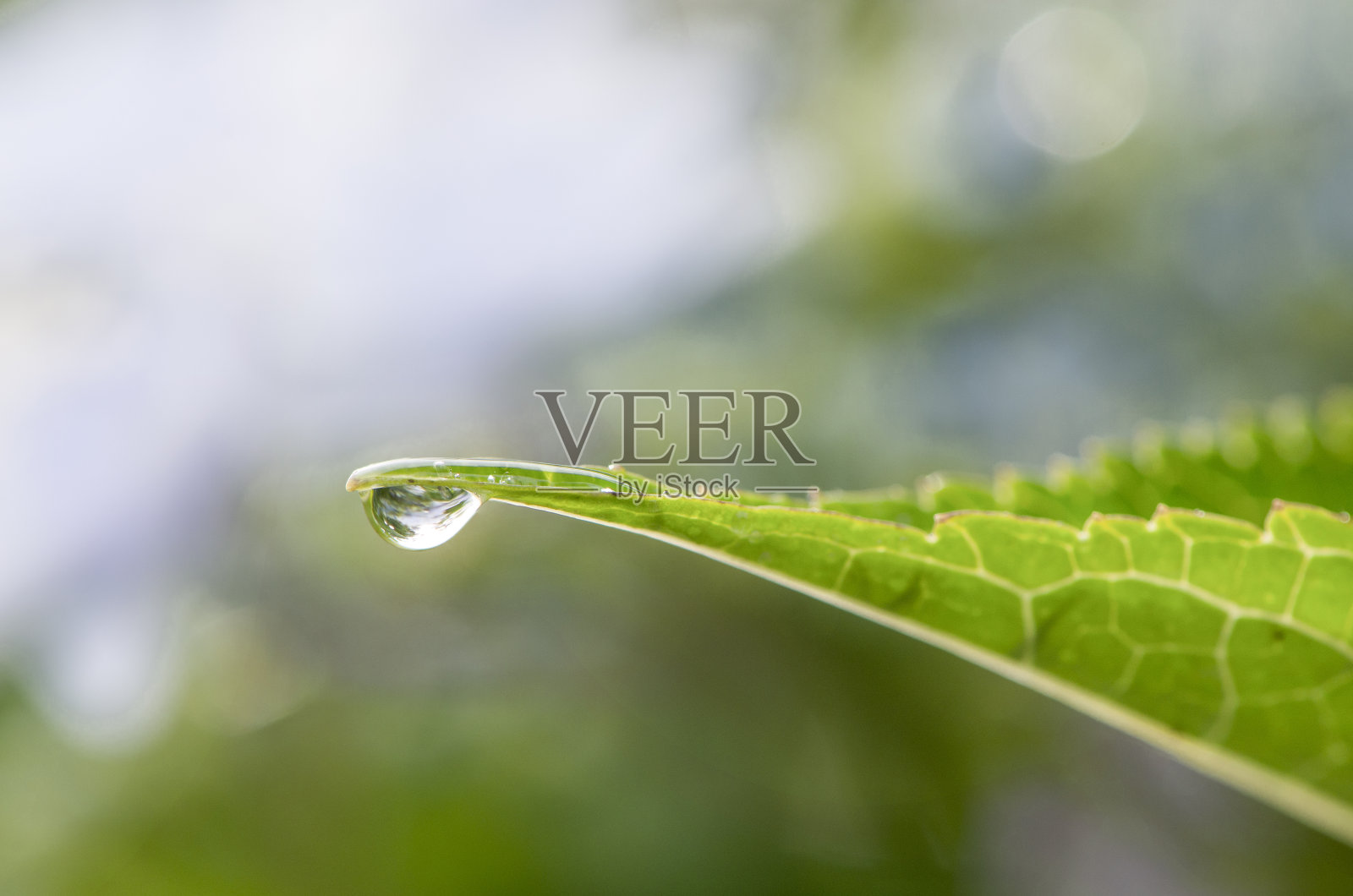 叶子和水照片摄影图片