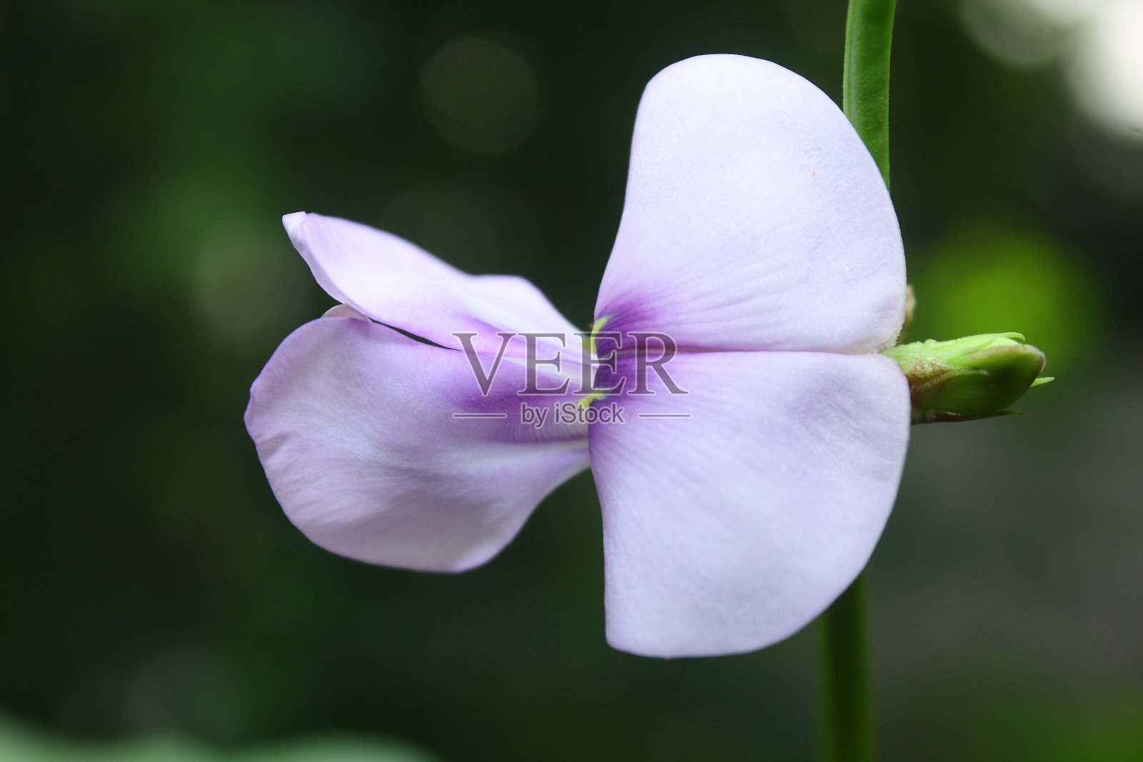 年轻的bean花照片摄影图片