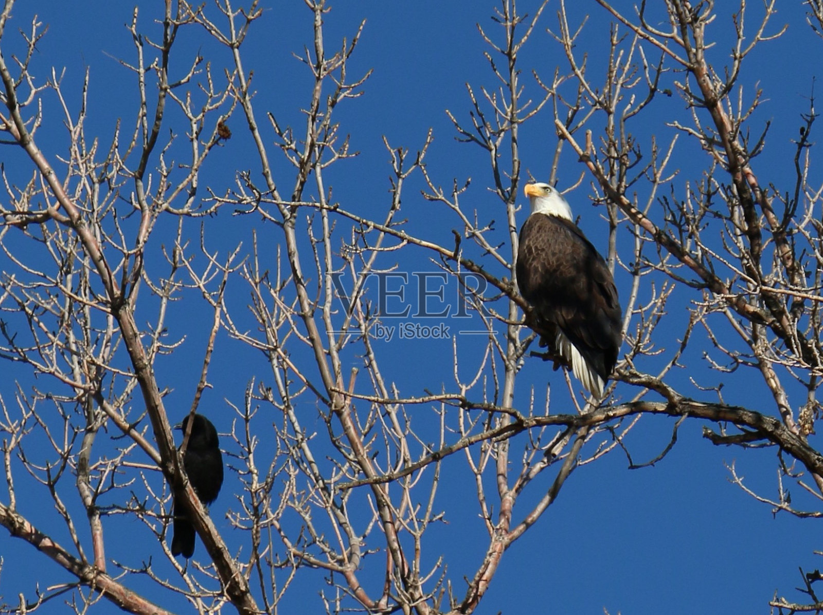 栖息在树上的鹰和黑鸟照片摄影图片
