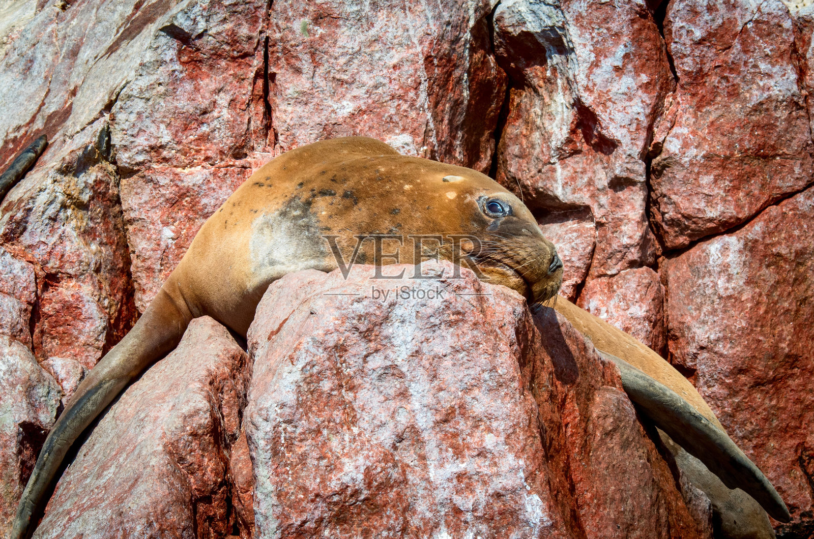 秘鲁帕拉卡斯的巴尔莱斯塔斯群岛照片摄影图片
