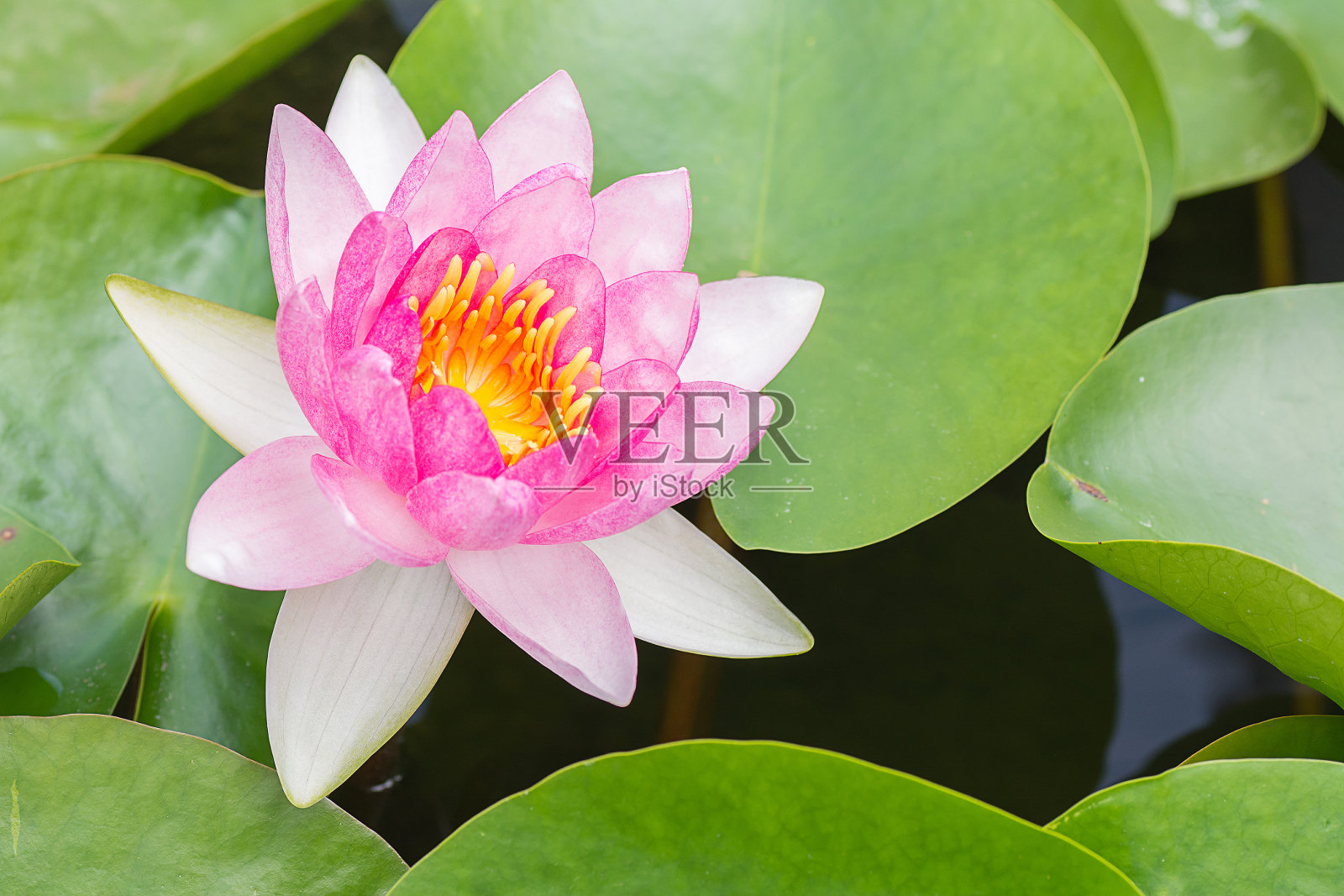 白紫罗兰，睡莲，荷花。照片摄影图片