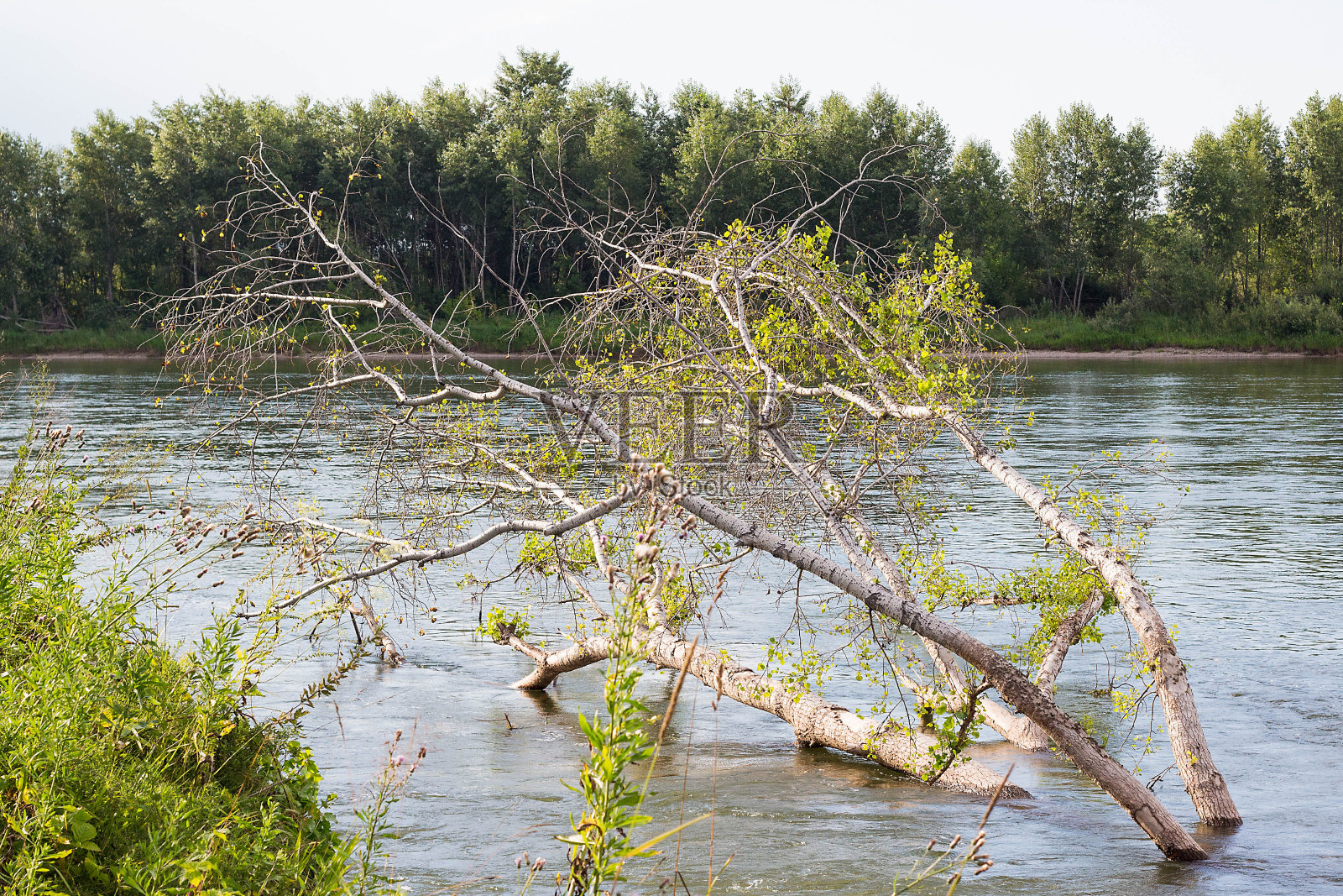 夏季西伯利亚河边森林照片摄影图片