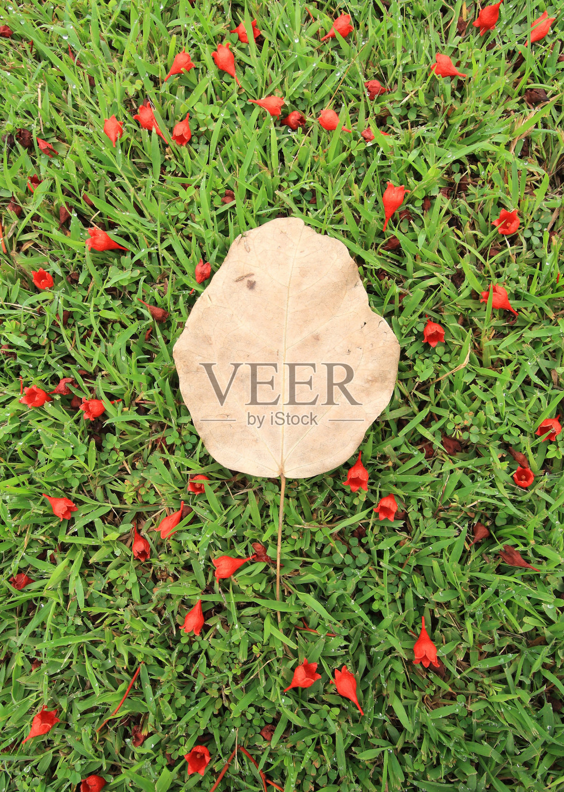 草坪上的枯叶和秋天的花朵。照片摄影图片