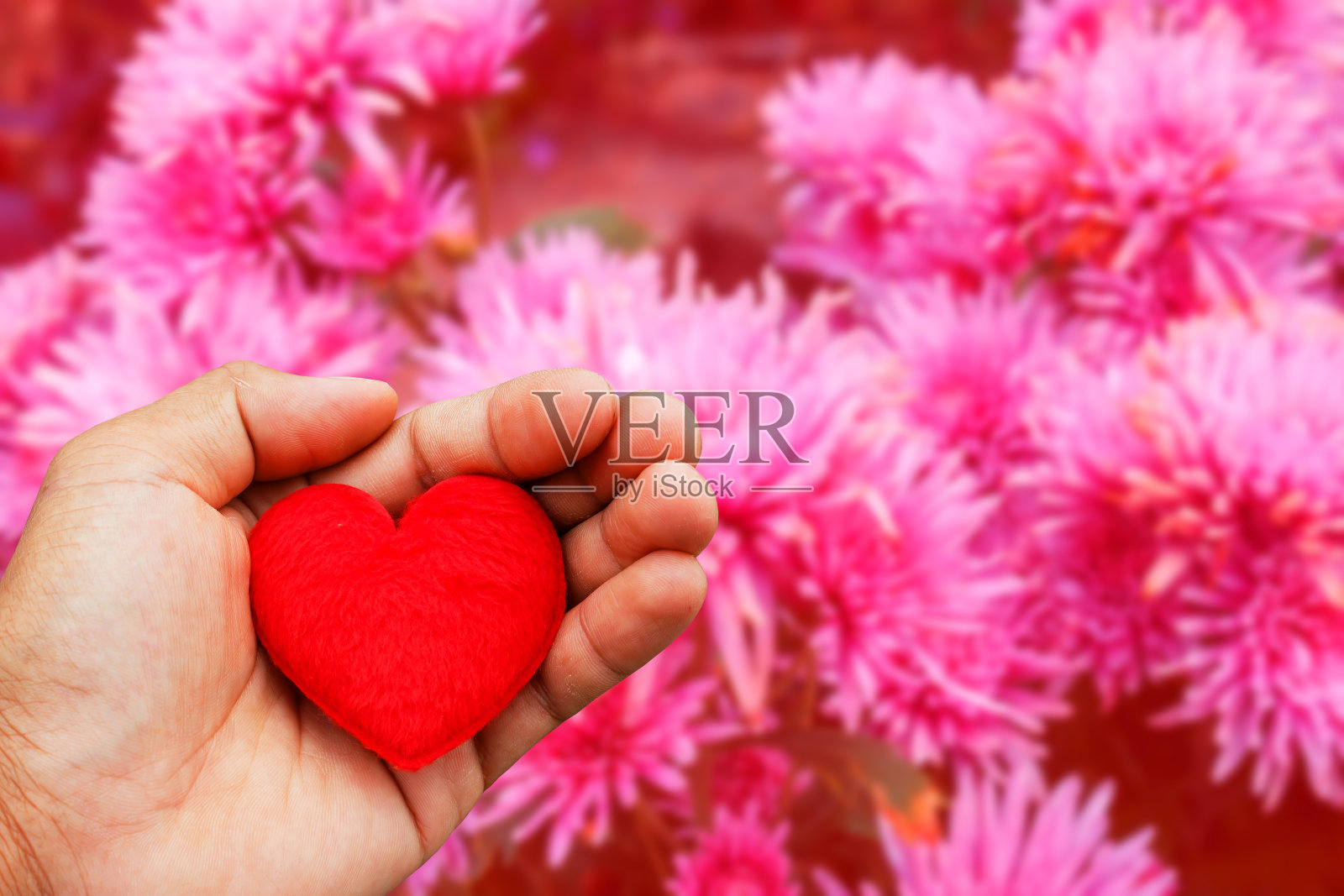 情人节的背景用手捧红了心照片摄影图片
