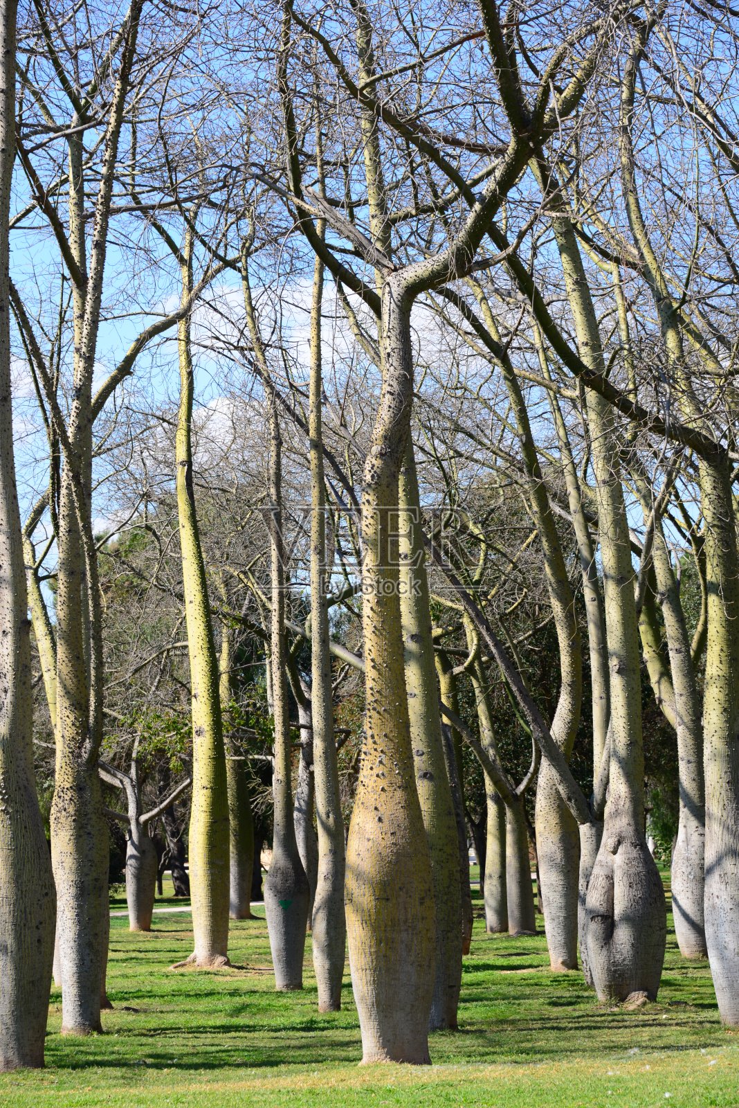西班牙的瓶树照片摄影图片