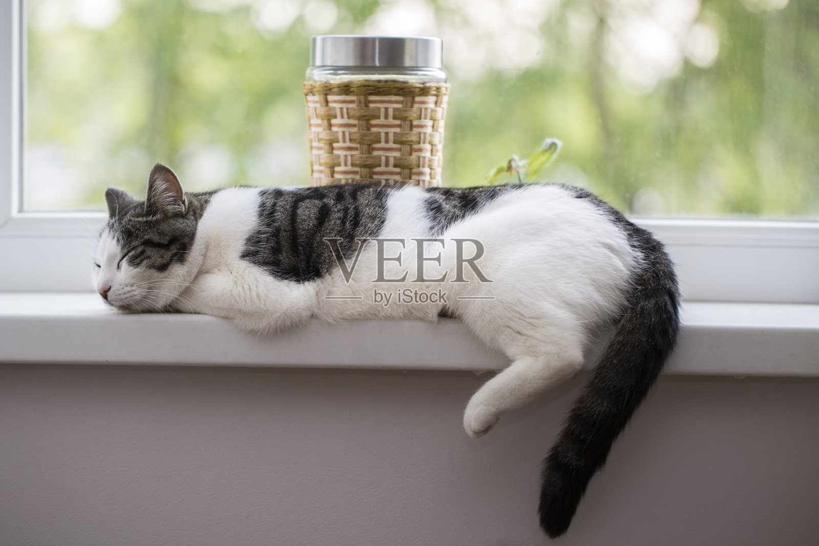 窗台上的猫照片摄影图片