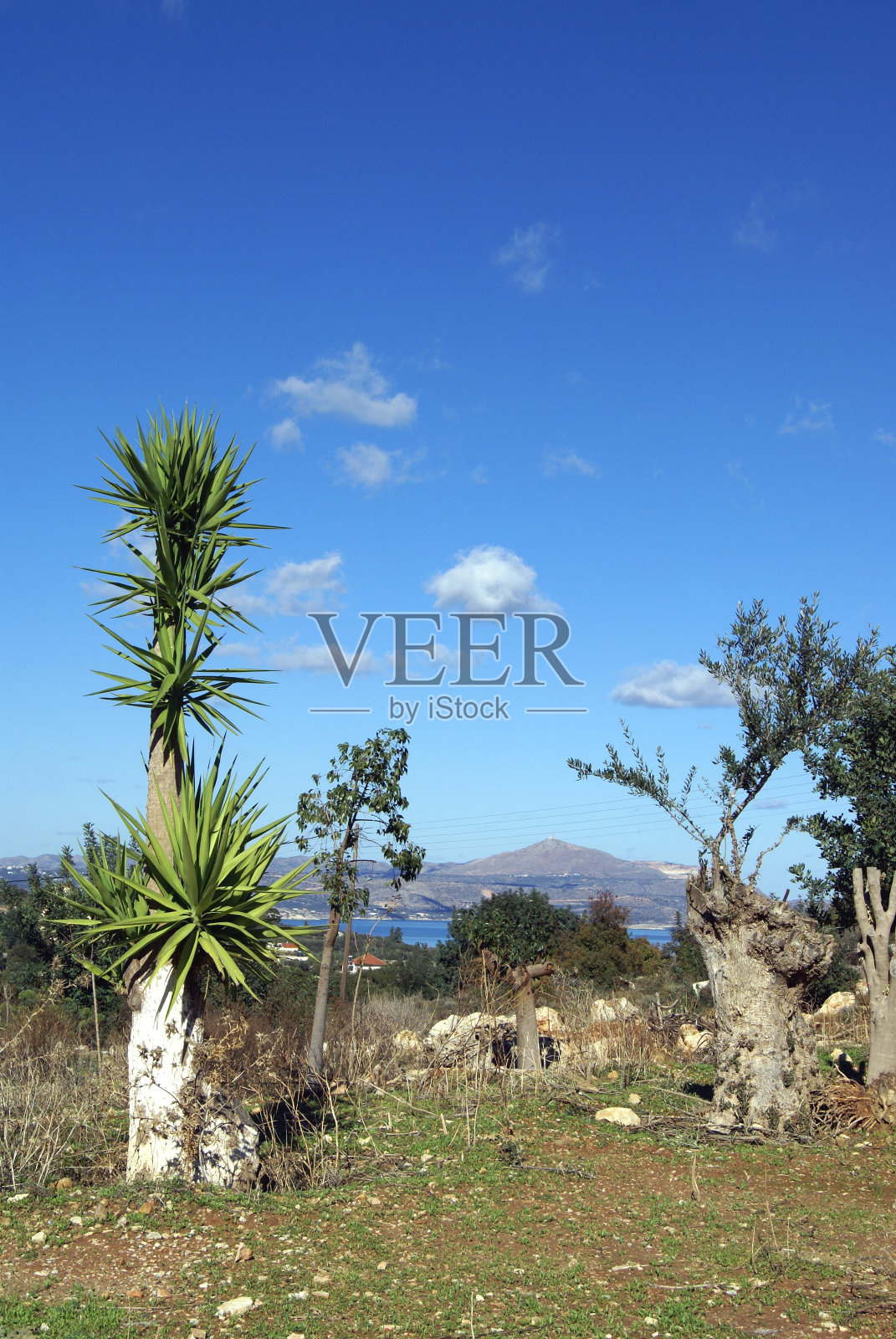 Plam意义照片摄影图片