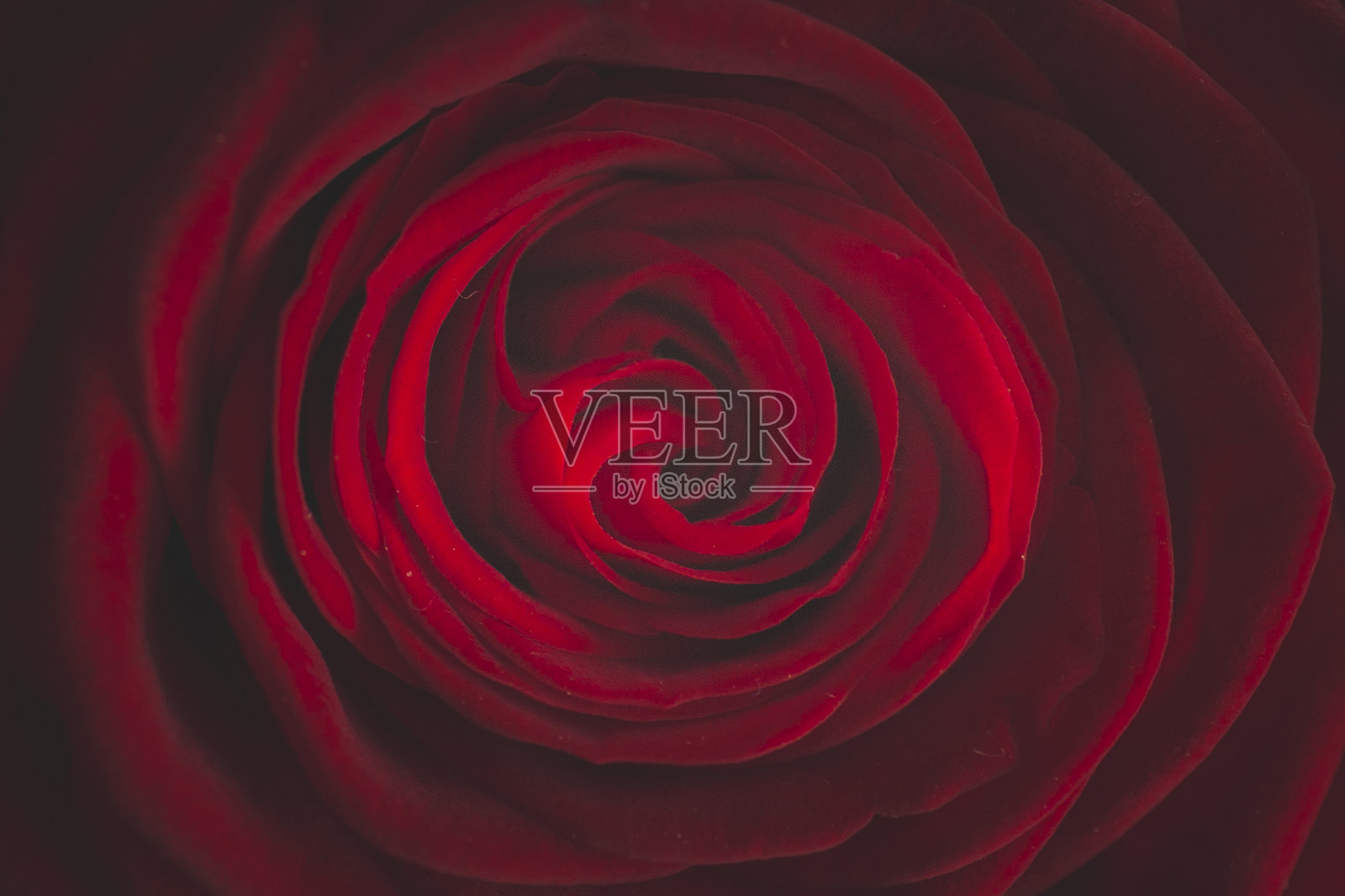 一个红色玫瑰的特写照片摄影图片