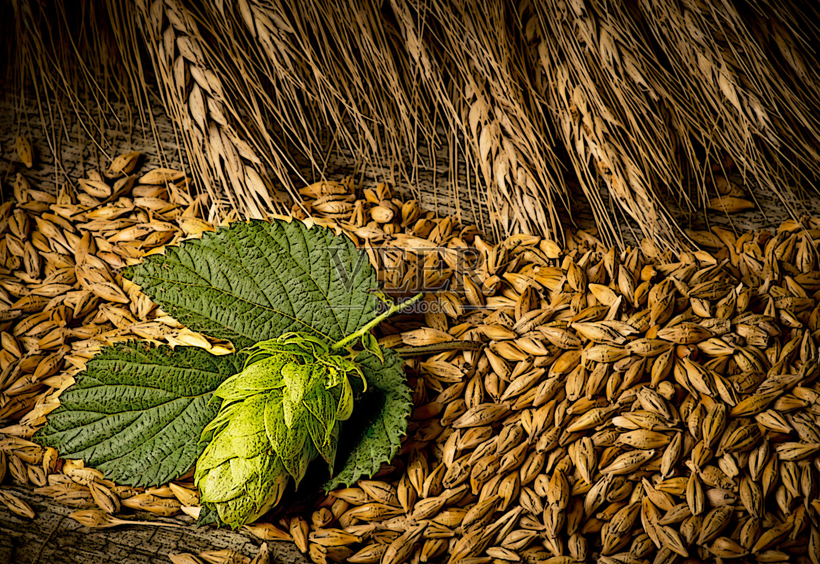 啤酒花圆锥和大麦插图照片摄影图片