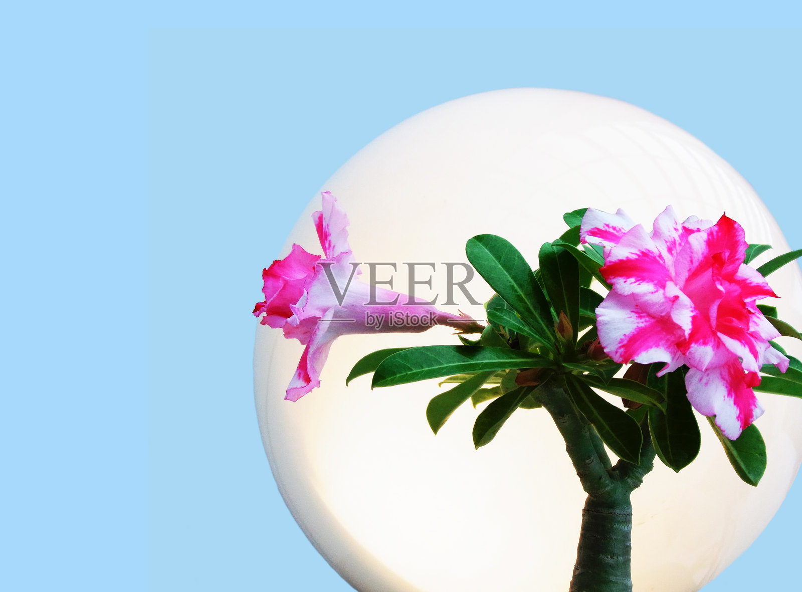 花的光环照片摄影图片