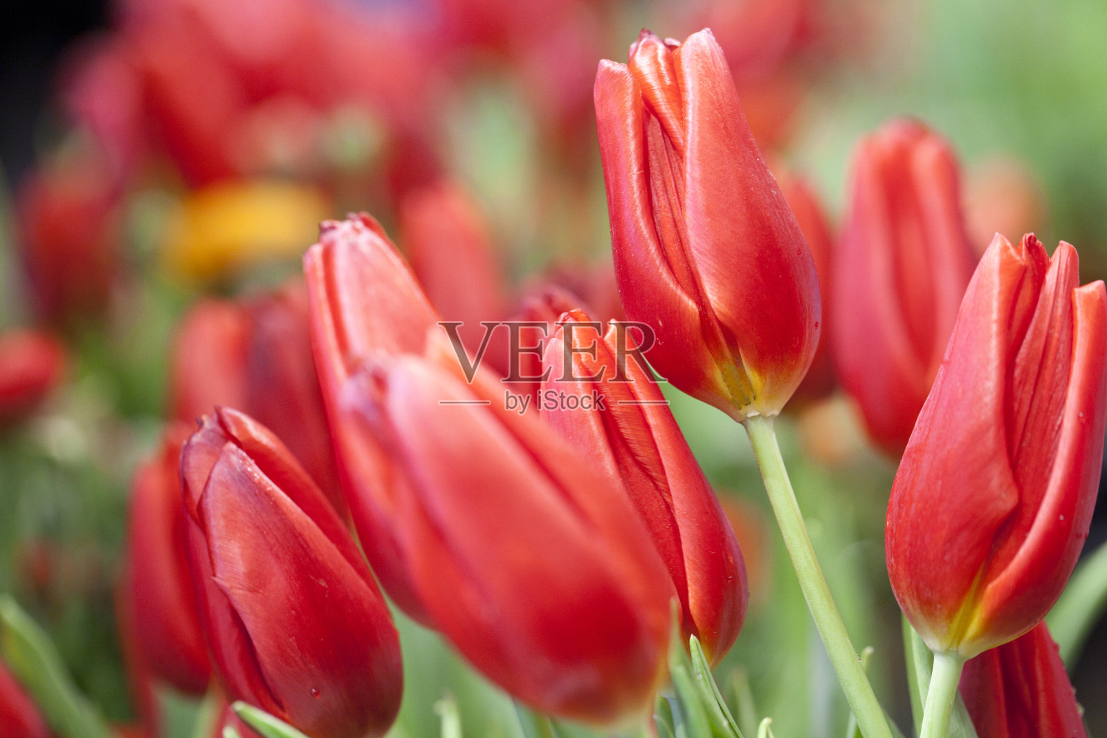 红色郁金香照片摄影图片