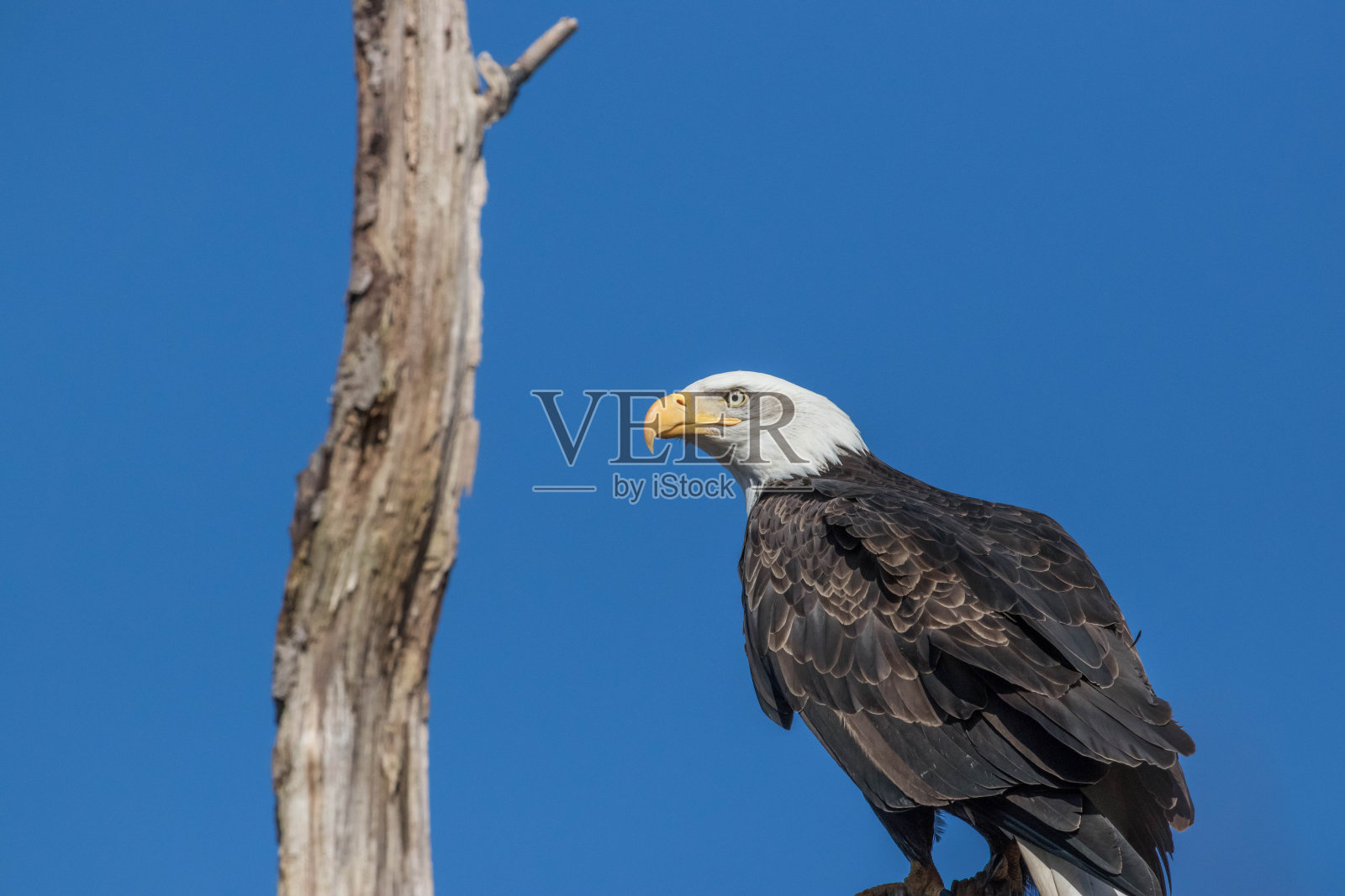 秃鹰照片摄影图片