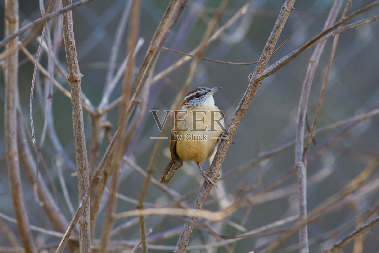 卡雷恩照片摄影图片
