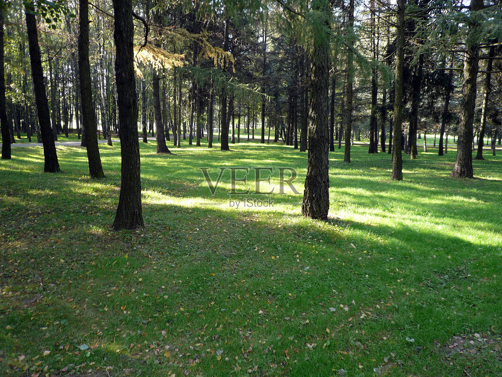 针叶林照片摄影图片