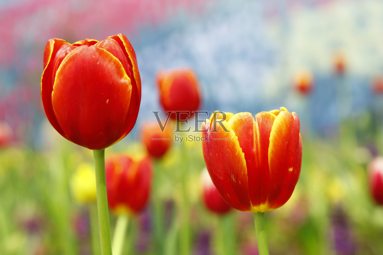 郁金香照片摄影图片