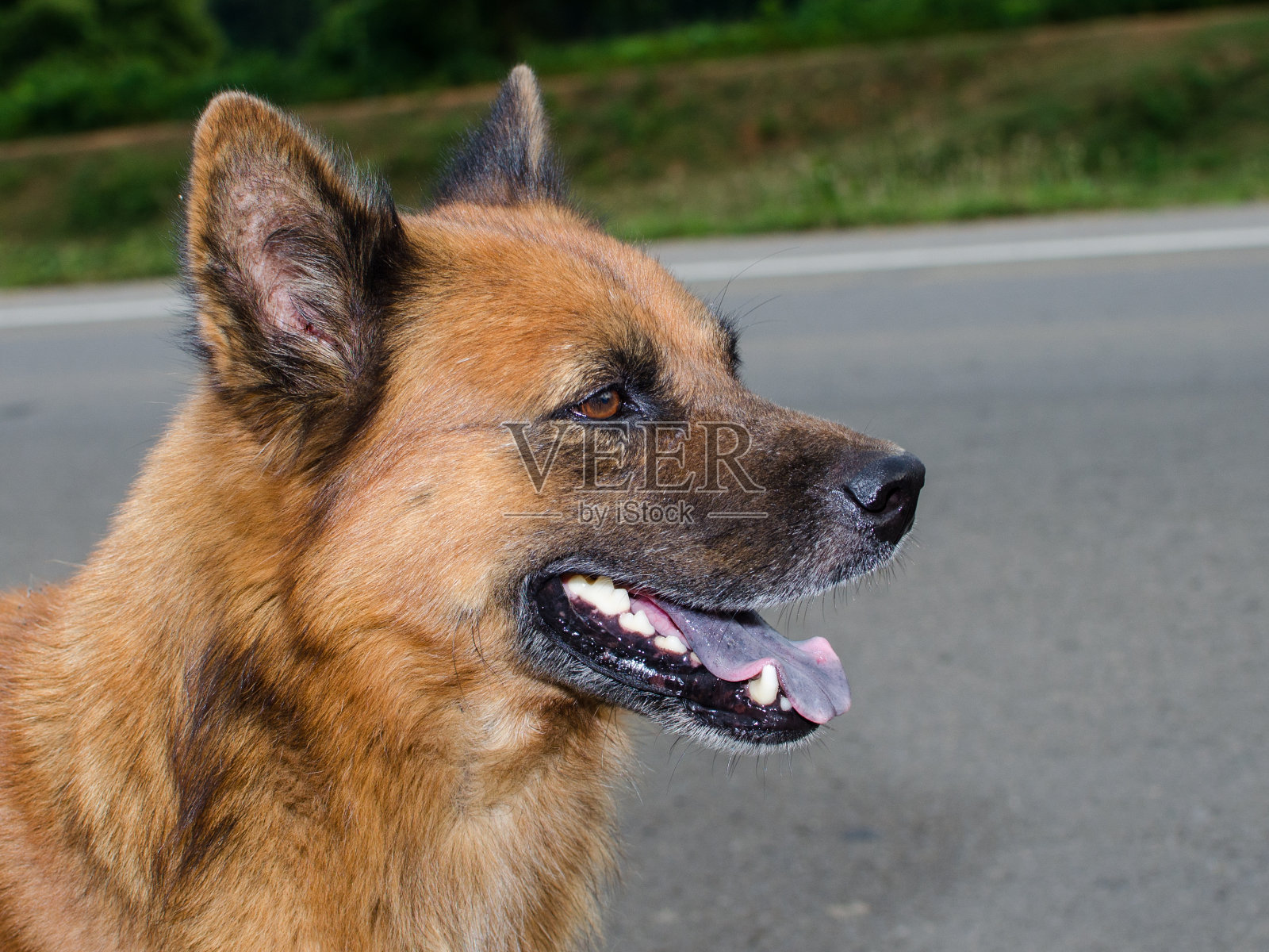 金毛，九个月大，金毛画像照片摄影图片