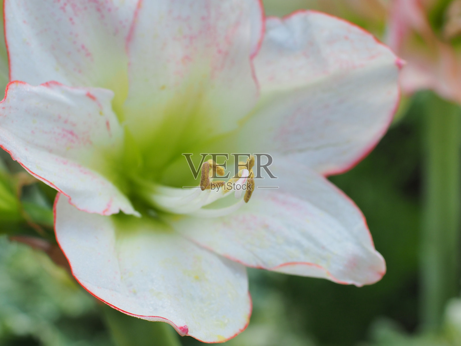 花的图案，各种各样的七彩佳酿。照片摄影图片