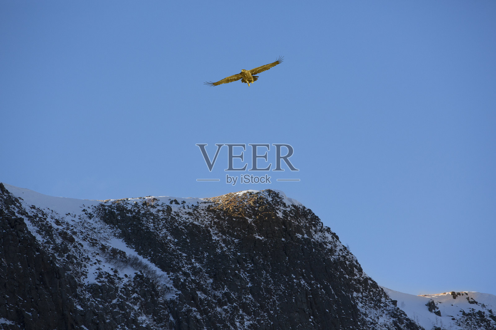 鸟儿飞过白雪覆盖的山照片摄影图片