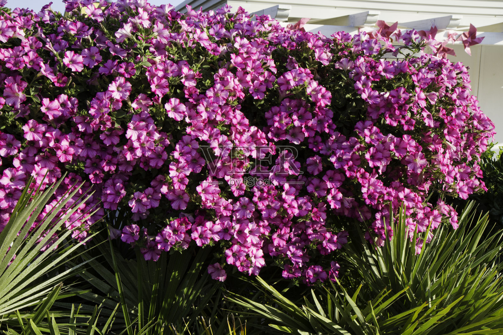 岩藻花称为风铃花或风铃花照片摄影图片