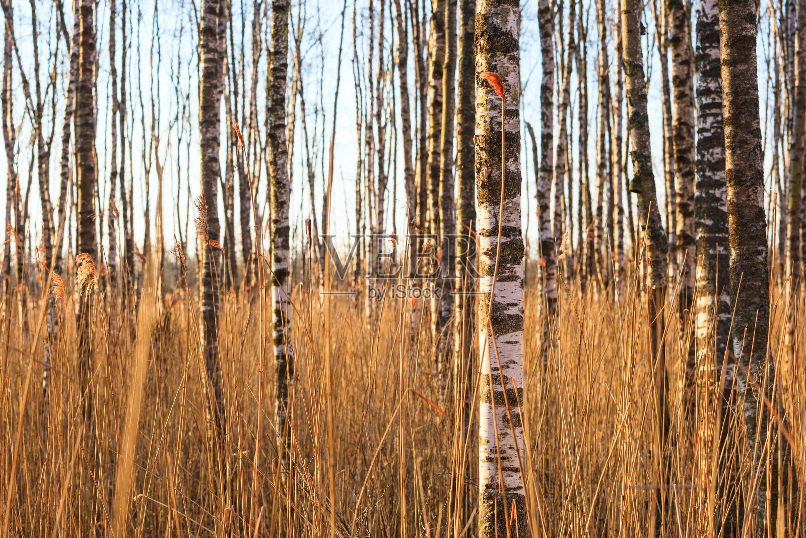 林中桦树树干照片摄影图片