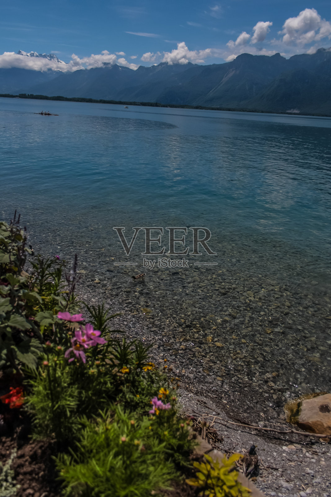 蒙特勒Lèman湖，山和花照片摄影图片